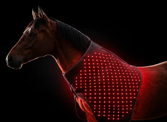 The horse with an outline showing the area the light array covers, from shoulder to barrel.