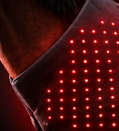 The panel's trimmed collar edge following the line of the horse's neck and shoulder.