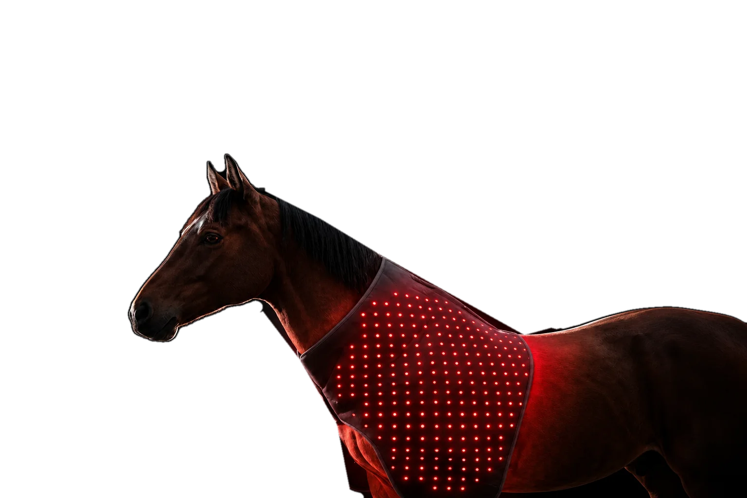 The PHAETHON equine red-light system on a bay horse: a panel of red light emitters across the shoulder and barrel.
