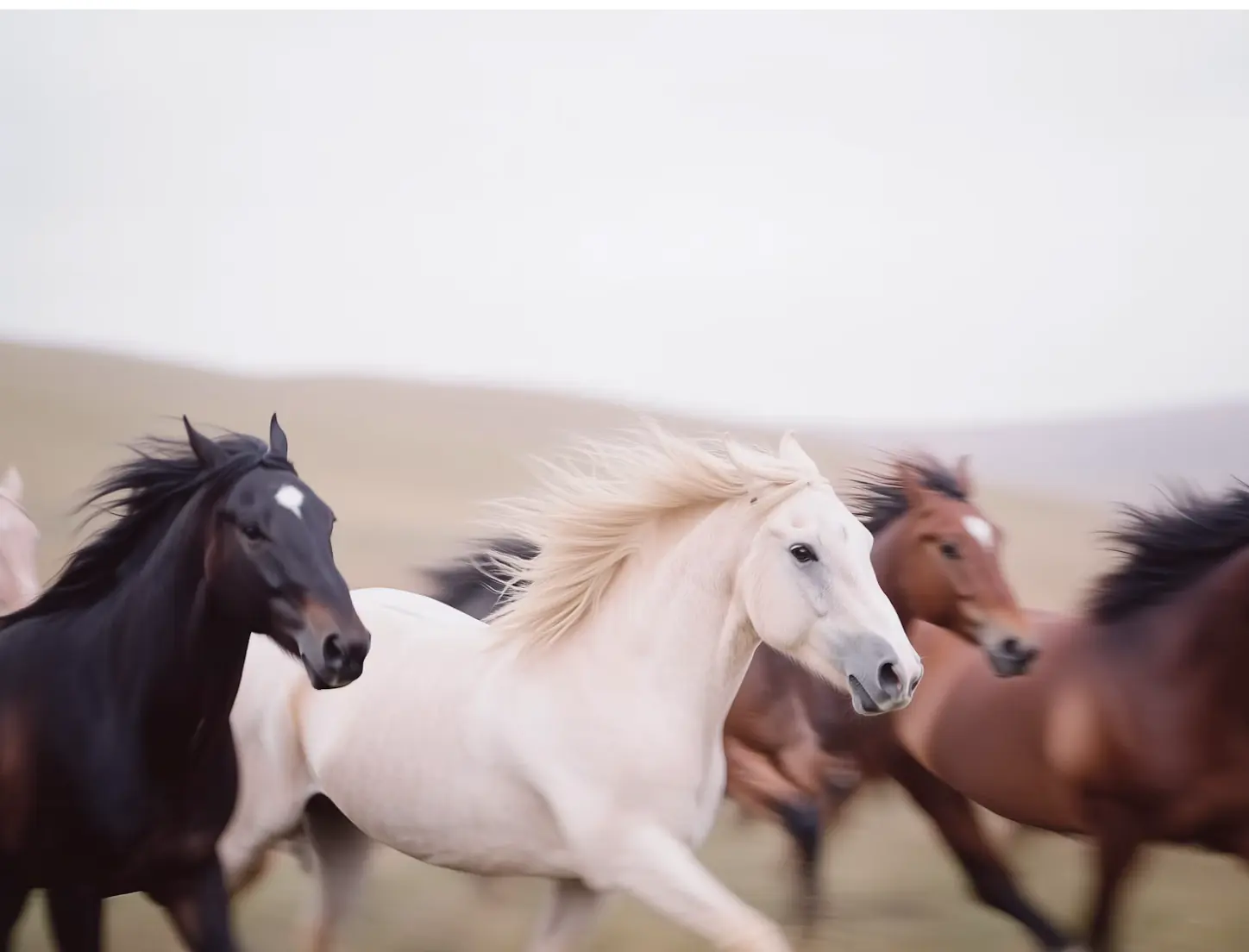 Horses at a gallop in close view, a black horse and a white horse leading a bay and a chestnut, grassland blurred behind.